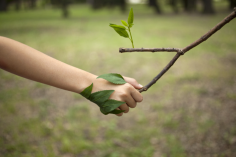Ill. Renforcement de la protection de la biodiversité : les pouvoirs locaux au cœur de l’action